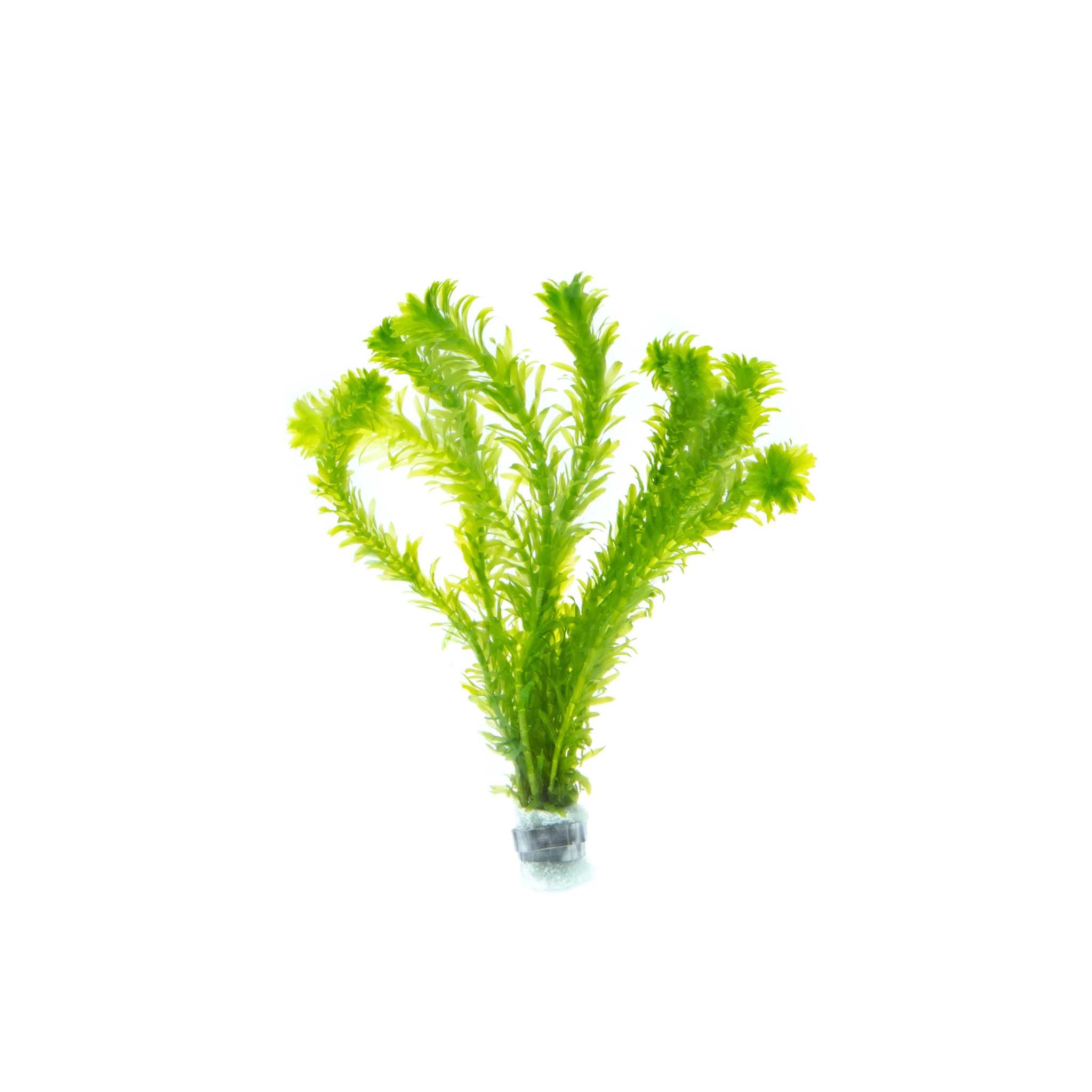 Anacharis Egeria Najas live plant specimen