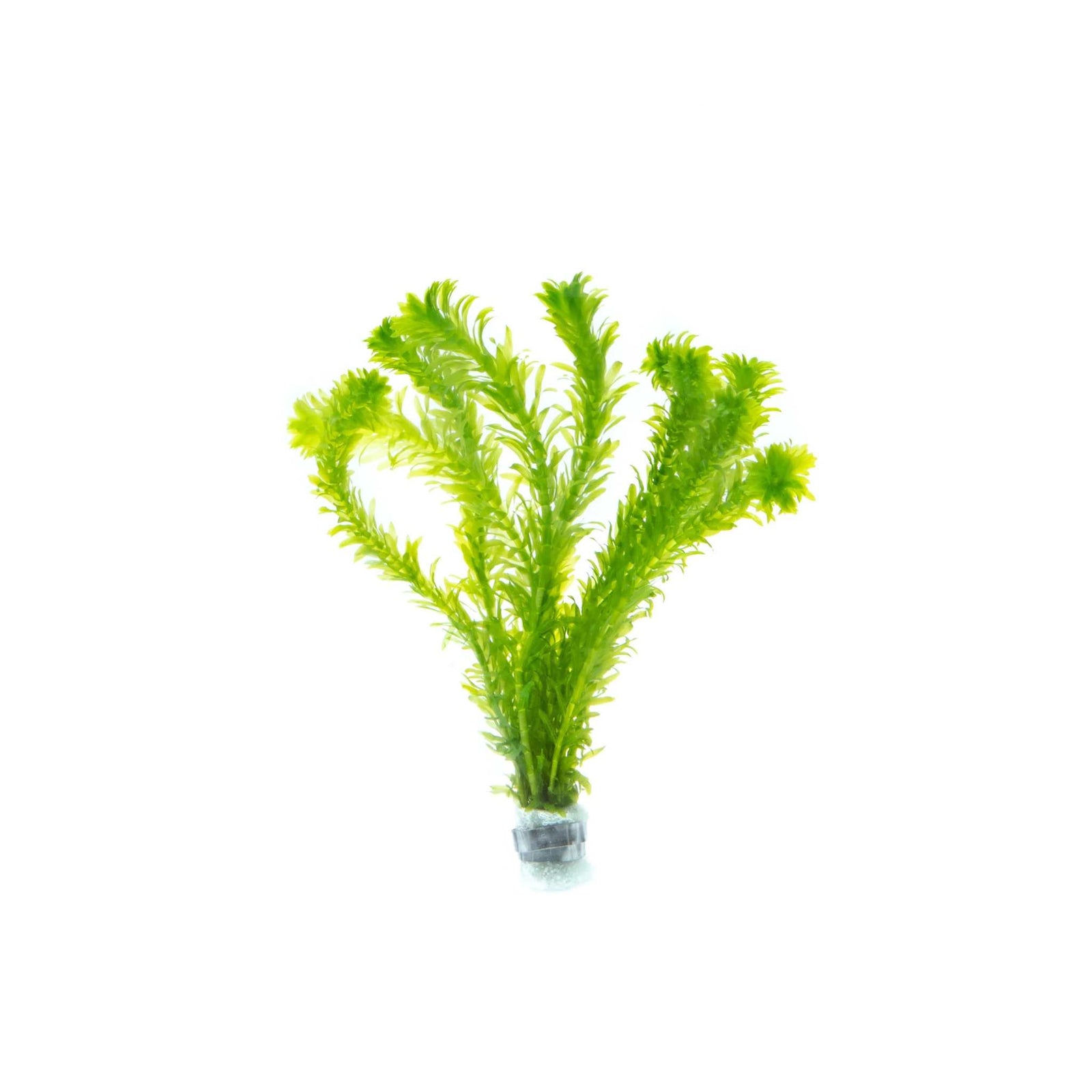 Anacharis Egeria Najas live plant specimen