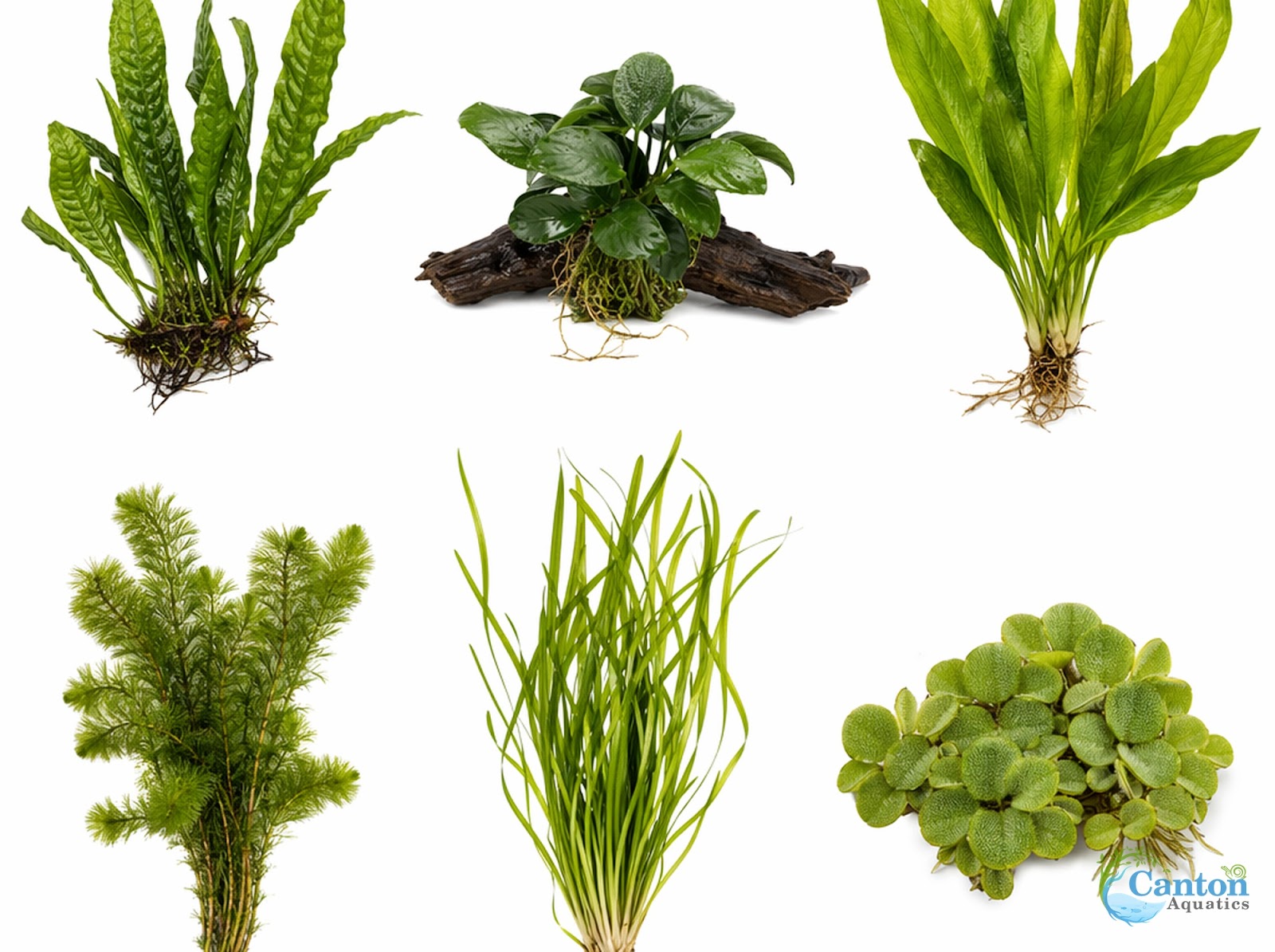 Live Aquarium Plants Bundle 6 Pack Beginner Freshwater Plants Low Light No CO2 - Aquarium Setup Example