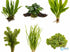 Live Aquarium Plants Bundle 6 Pack Beginner Freshwater Plants Low Light No CO2 - Aquarium Setup Example