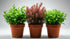 Aquarium Foreground Plant Bundle - Image 5 of 11