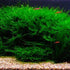 5 Java Moss Portions Live Aquarium Plant Taxiphyllum Barbieri BUY 2 GET 1 FREE