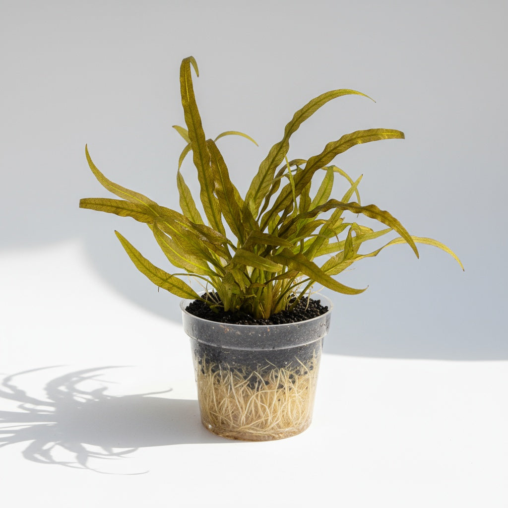 Jungle Valisnaria Asiatica Contortion Bunch aquatic plant for planted tank