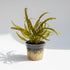 Jungle Valisnaria Asiatica Contortion Bunch aquatic plant for planted tank
