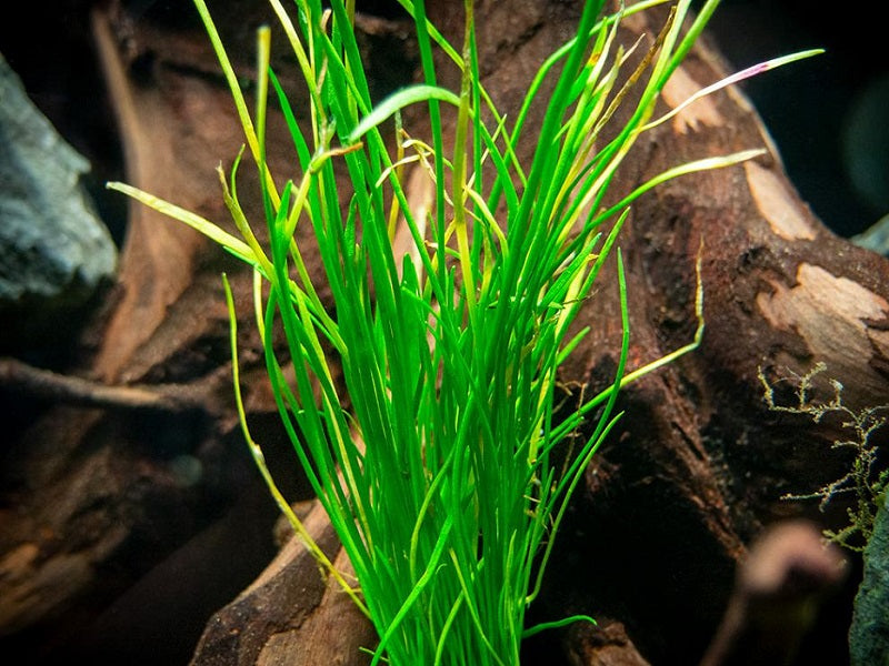 Micro Sword NarrowLeaf (Lilaeopsis Zelandiae) freshwater aquatic plant