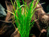 Micro Sword NarrowLeaf (Lilaeopsis Zelandiae) freshwater aquatic plant