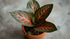 Aglaonema Red Vein