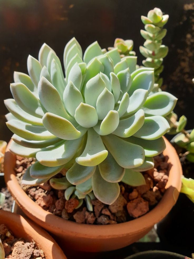 Echeveria Gray Red