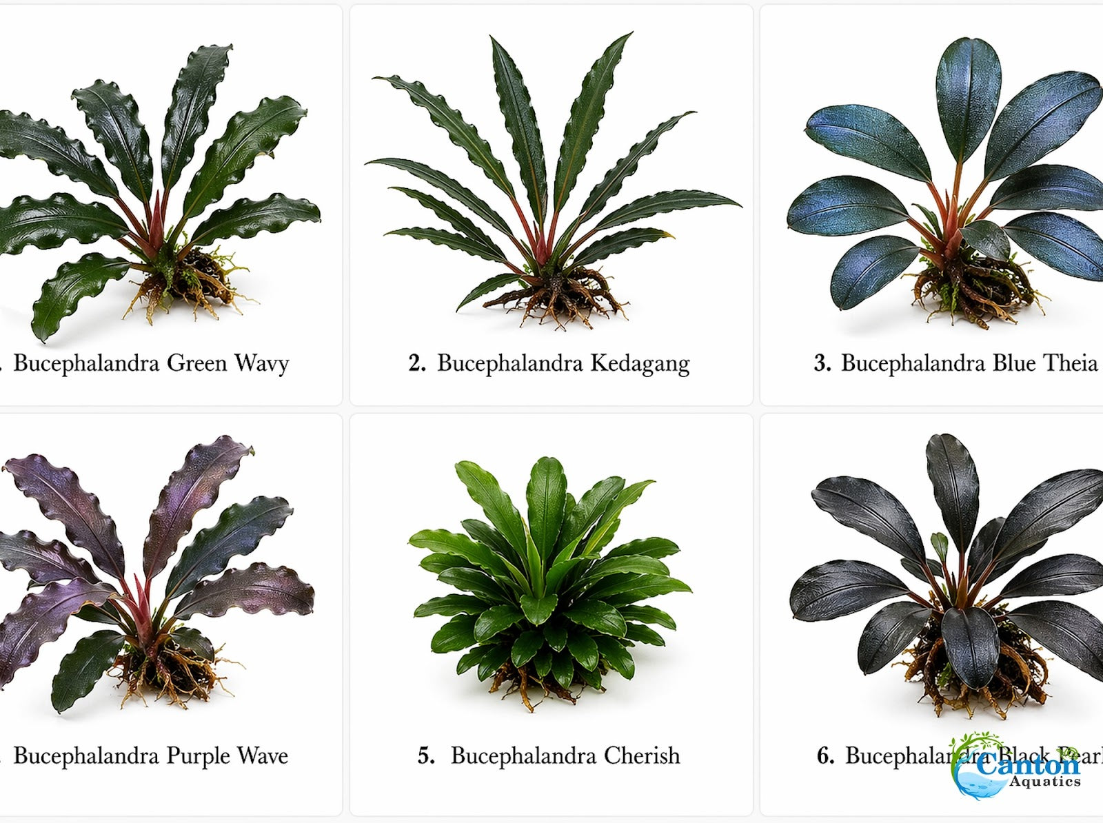 Bucephalandra Mix Green Wavy Plant - Ideal Aquarium Plants - Adorn Your Aquarium with The Graceful Charm - Eye Catching Focal Point - Vibrant Green Color - Low Maintenance Plant - Image 8