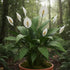 Brazilian Sword “Peace Lily” (Spathiphyllum sp)