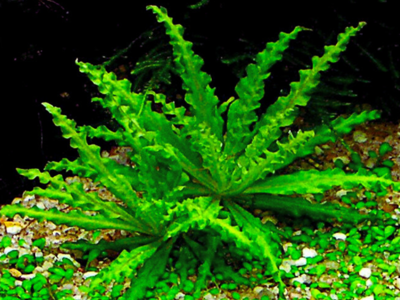 Pogostemon Helferi live plant specimen