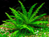 Pogostemon Helferi live plant specimen