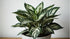 Aglaonema Queen "Chinese Evergreen"