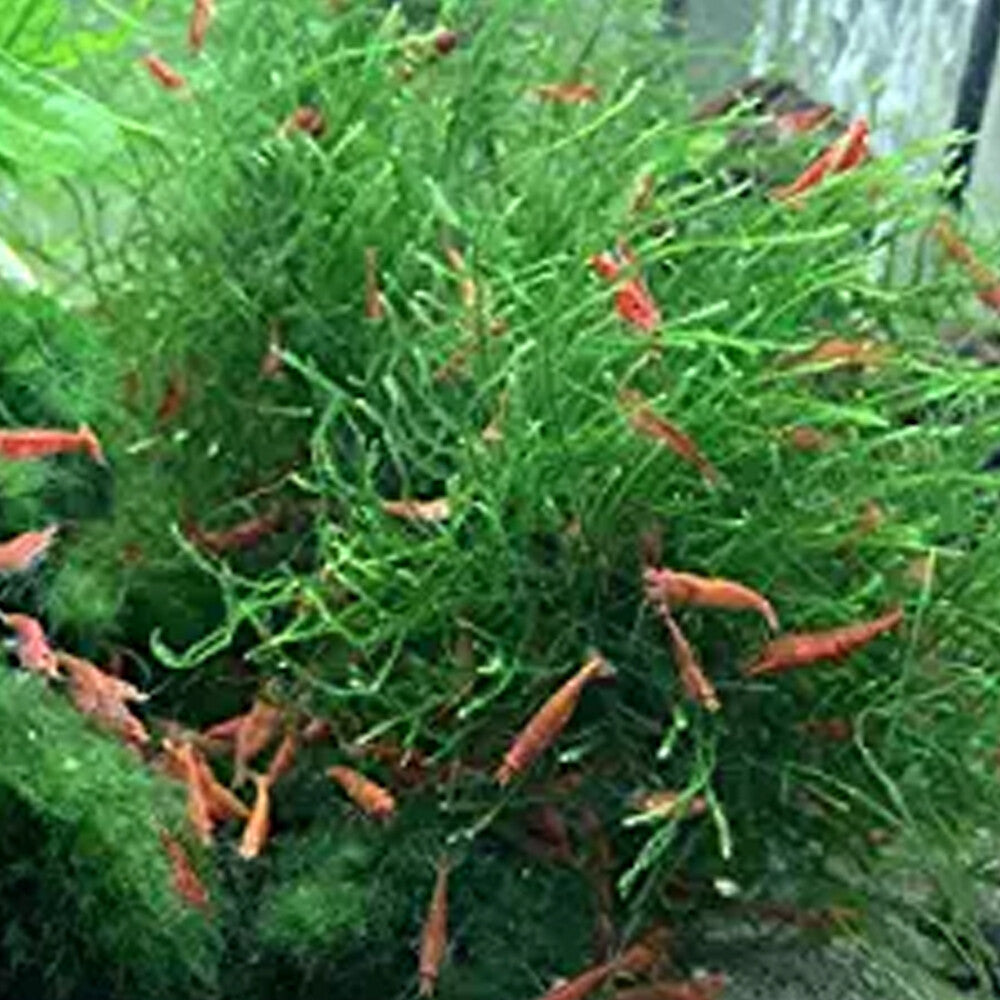 5 Java Moss Portions Live Aquarium Plant Taxiphyllum Barbieri BUY 2 GET 1 FREE