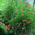 5 Java Moss Portions Live Aquarium Plant Taxiphyllum Barbieri BUY 2 GET 1 FREE