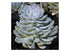 Echeveria Gray Red