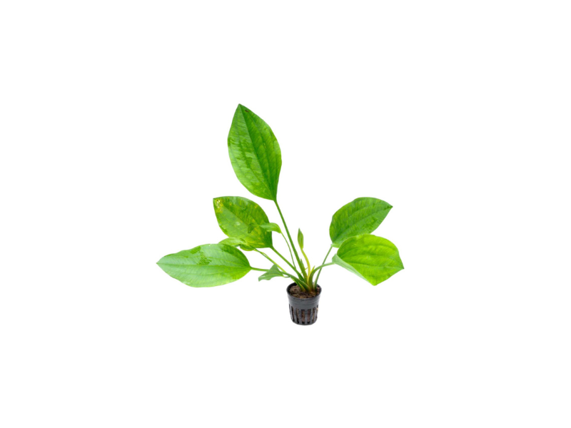 Grandifolius Rangeri Sword (Argentinensis) | Live Aquarium Plant (Medium)