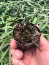 Cryptocoryne Crypt (Undulata) aquatic plant for planted tank