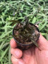 Cryptocoryne Crypt (Undulata) aquatic plant for planted tank