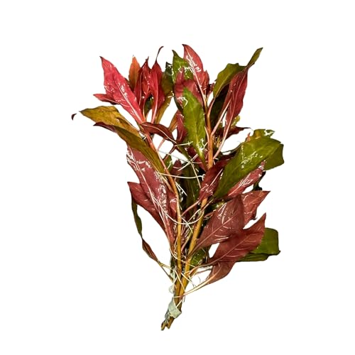 Ludwigia Glandulosa Peruensis - Eliptical Leaves - Unique Coloration - Mid-Ground Positioning - All Natural & Organic Aquatic
