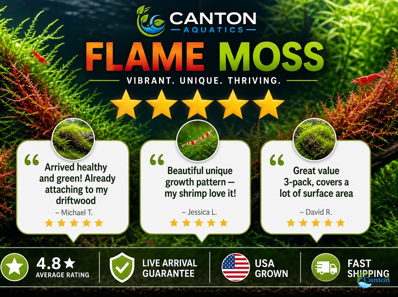 Flame Moss Live Aquarium Plant 3 Pack 4oz Freshwater Moss for Fish Tank from Canton Aquatics