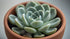 Echeveria Prolifica Succulent