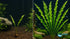 Aponogeton Longiplumulosus - Image 6 of 10
