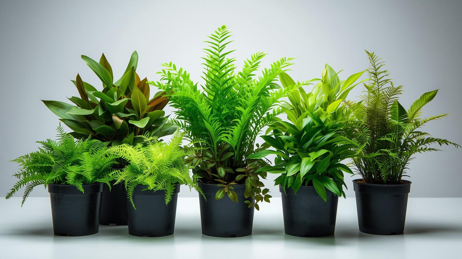 live potted aquarium plants Potted Live Aquarium Plants Bundle (6 Pots) – Beginner-Fr... – Canton Aquatics