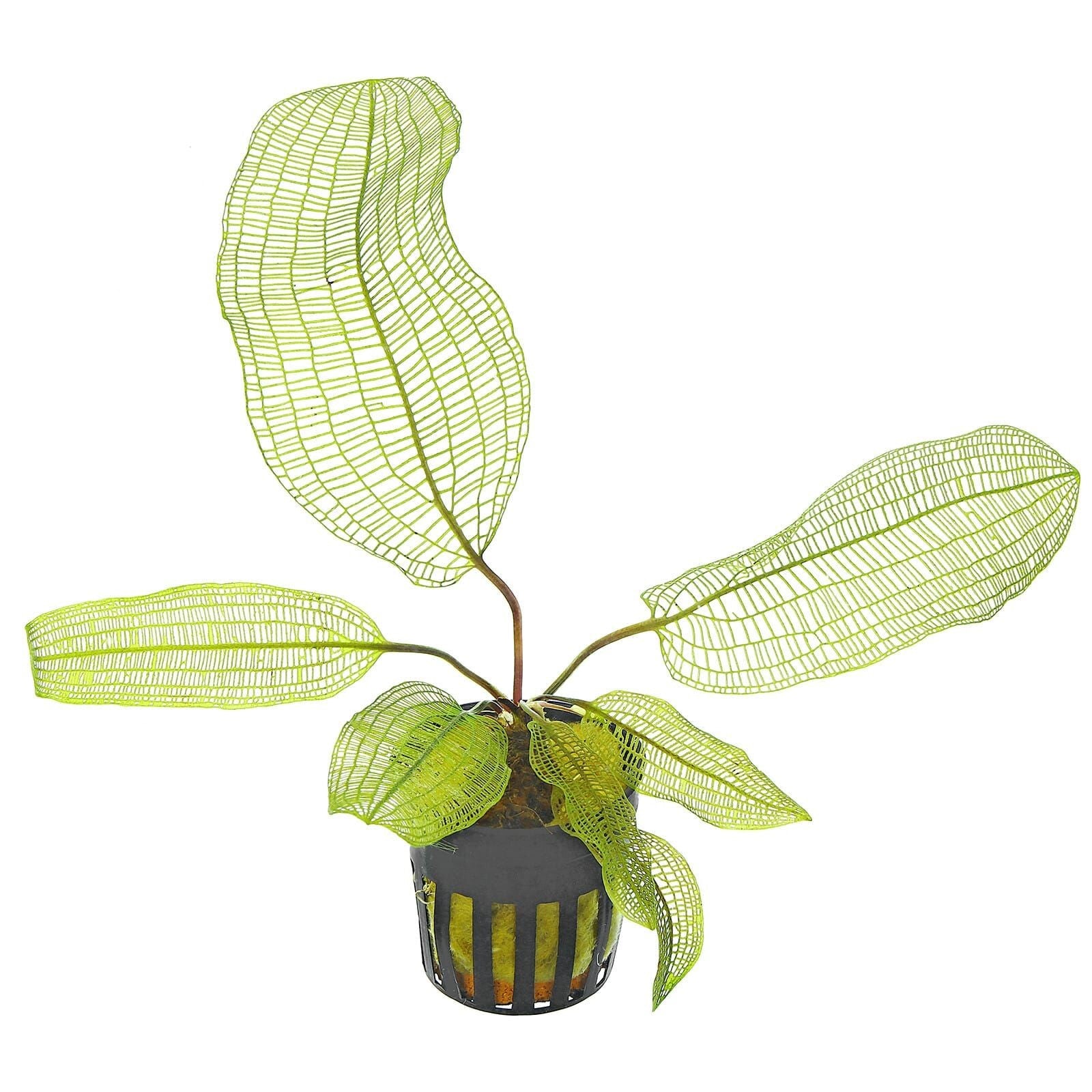 Madagascar Lace aquatic plant for planted tank