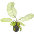 Madagascar Lace aquatic plant for planted tank