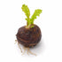 Aponogeton Crispus Bulb Live Aquarium Plant Crinkled Sword Freshwater Easy Beginner Low Light No CO2 - Image 11