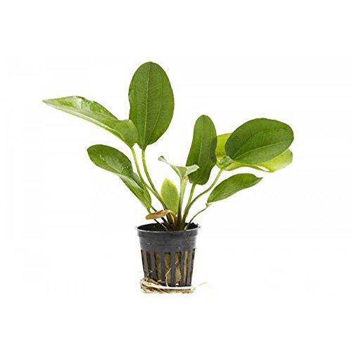Potted Live Aquarium Plants Bundle (6 Pots) live plant specimen