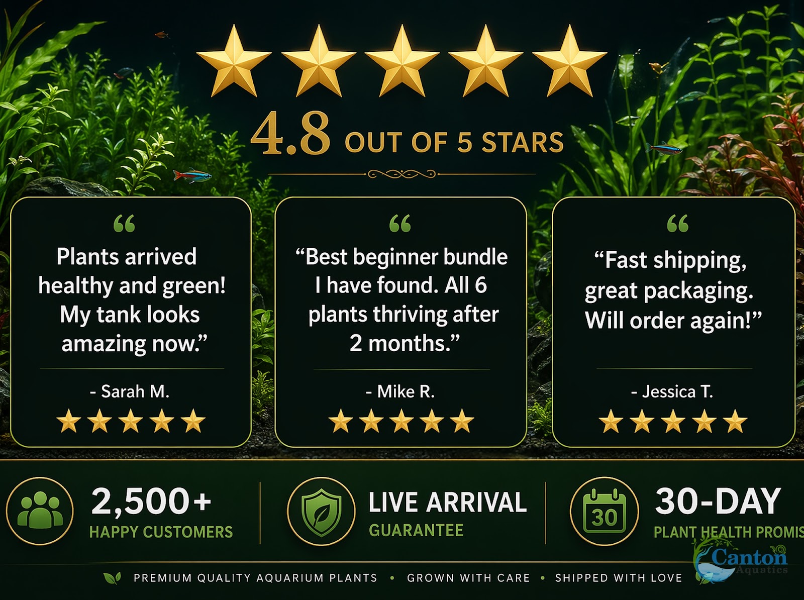 Live Aquarium Plants Bundle 6 Pack Beginner Freshwater Plants Low Light No CO2 - Full Bundle Display