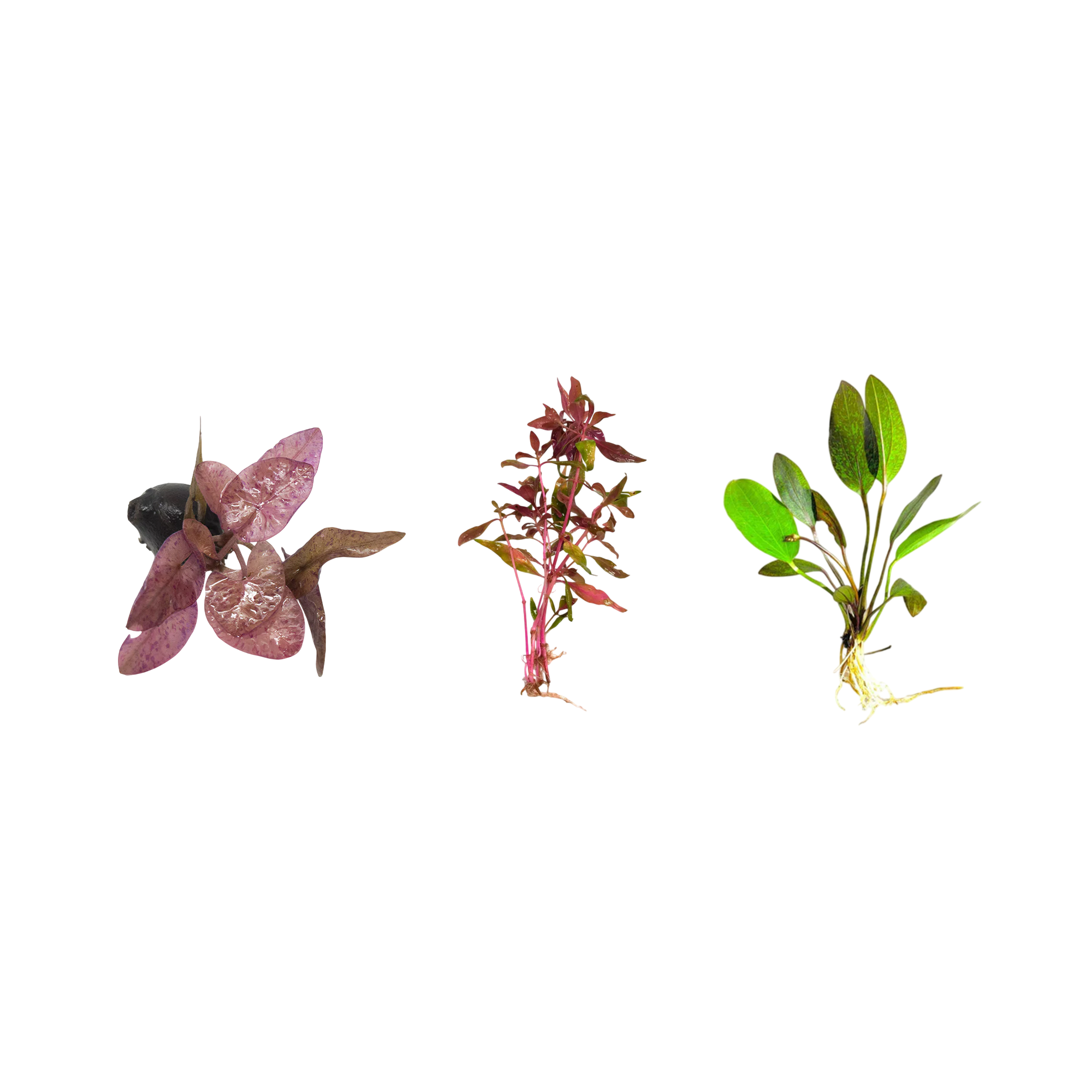 Red Flame Sword, Alternanthera Reineckii & Red Tiger Lotus Bundle – Live Freshwater Aquarium Plants