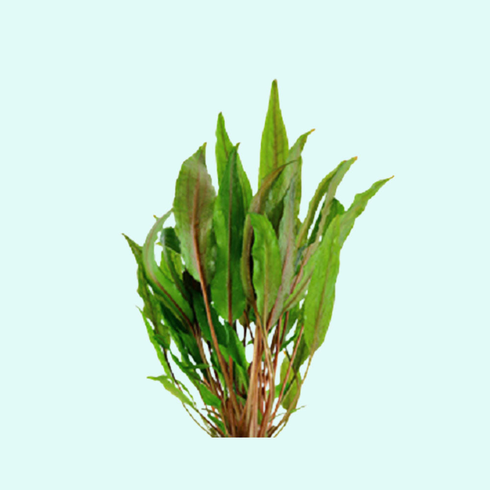 Cryptocoryne Crypt (Undulata) bundle