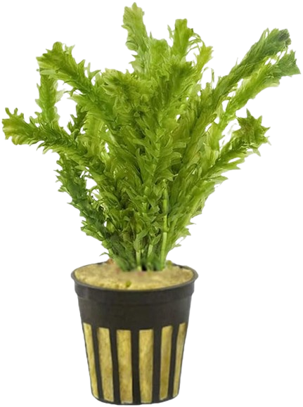 Anacharis Egeria Najas healthy growth example