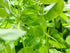 Mint Charlie (Micromeria brownei) live plant specimen