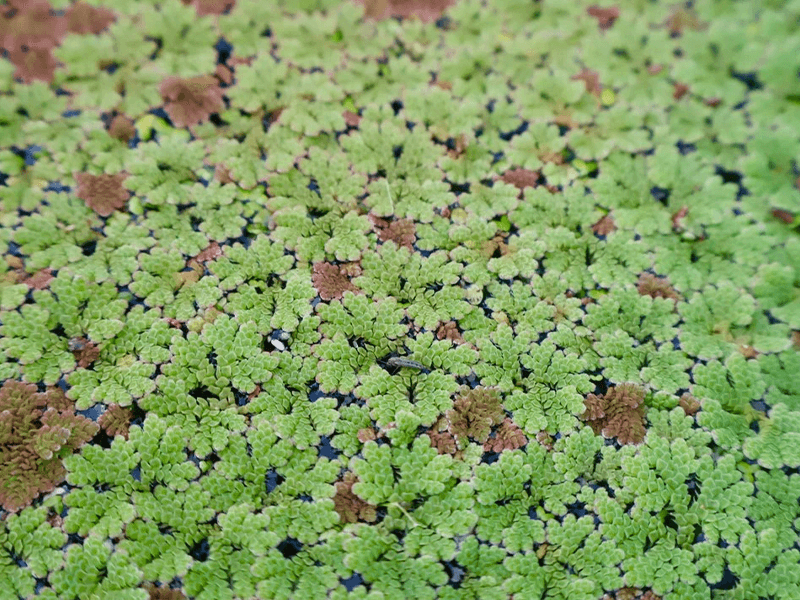 Azolla Filiculoides 