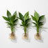 Brazilian Sword “Peace Lily” (Spathiphyllum sp)