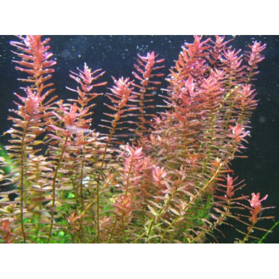 Rotala Indica - Live Aquarium Plant from Canton Aquatics