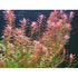 Rotala Indica - Live Aquarium Plant from Canton Aquatics