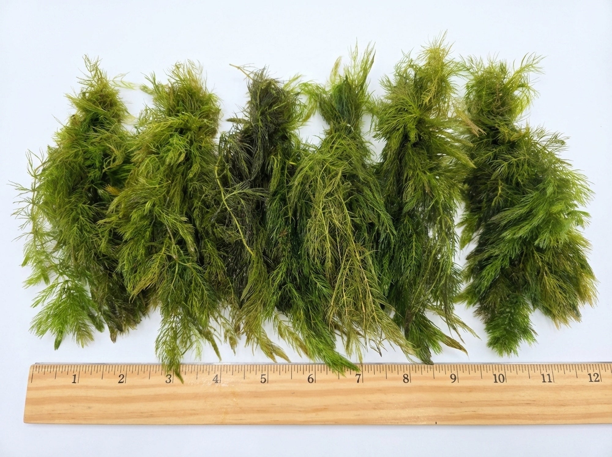 Hornwort Bunch submerged in planted aquarium