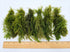 Hornwort Bunch submerged in planted aquarium