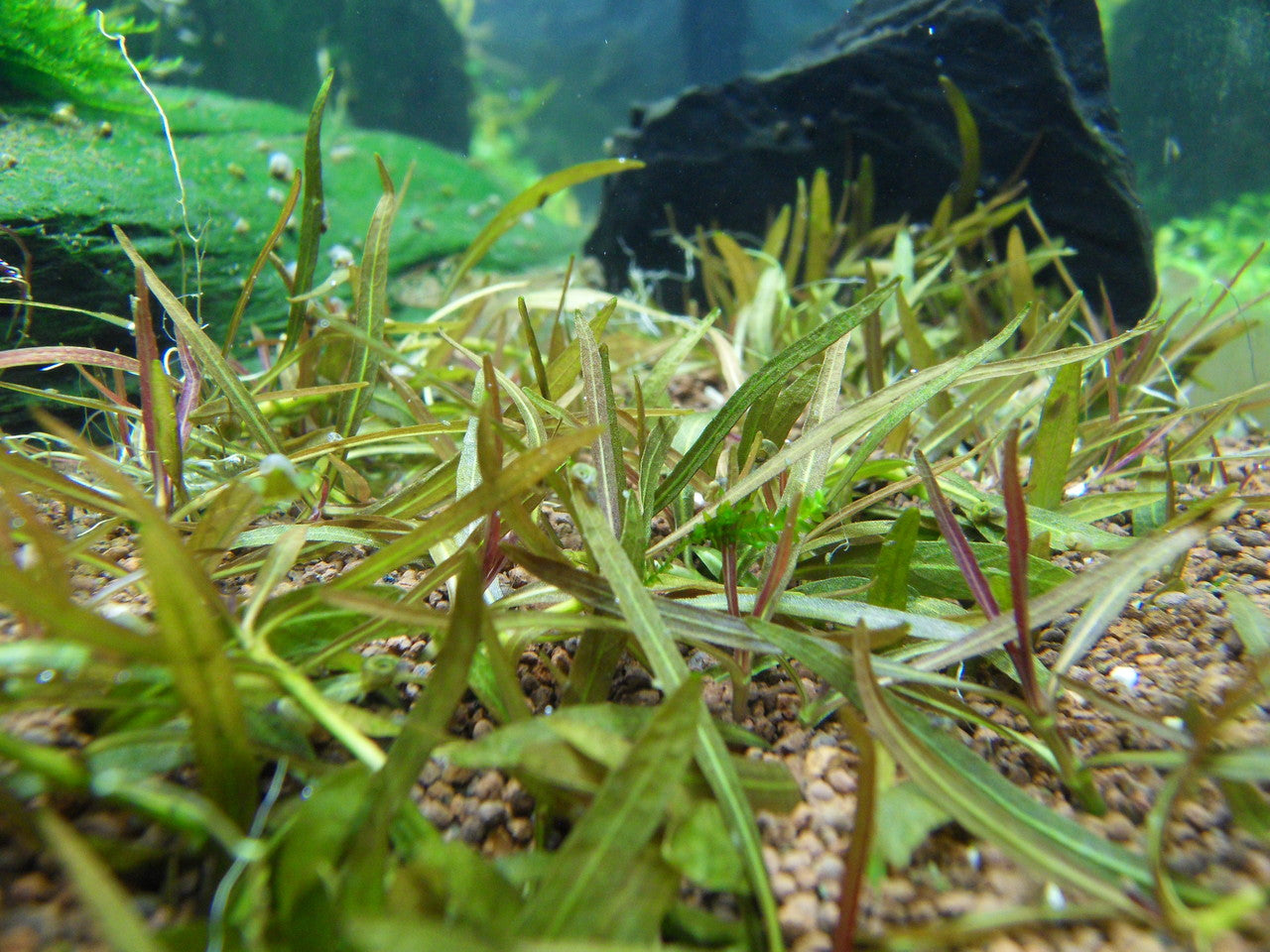 Hygrophila Corymbosa Var. N size and color reference