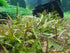 Hygrophila Corymbosa Var. N size and color reference