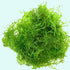 Java Moss "Taxiphyllum Barbieri" live plant specimen