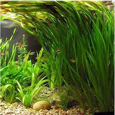 18 Lush Jungle Vallisneria Plants