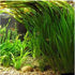 18 Lush Jungle Vallisneria Plants