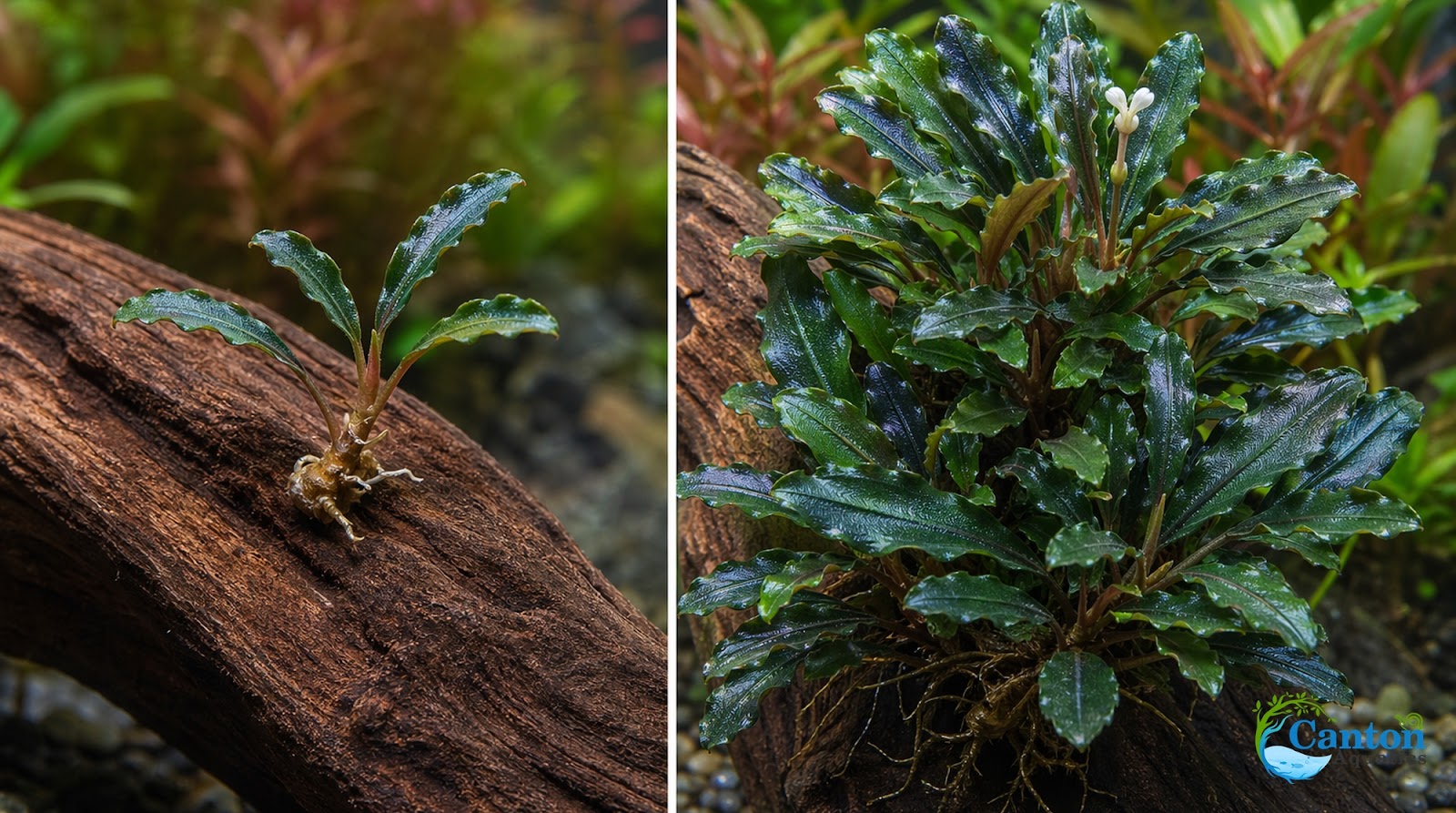 Bucephalandra Mix Green Wavy Plant - Ideal Aquarium Plants - Adorn Your Aquarium with The Graceful Charm - Eye Catching Focal Point - Vibrant Green Color - Low Maintenance Plant - Image 6