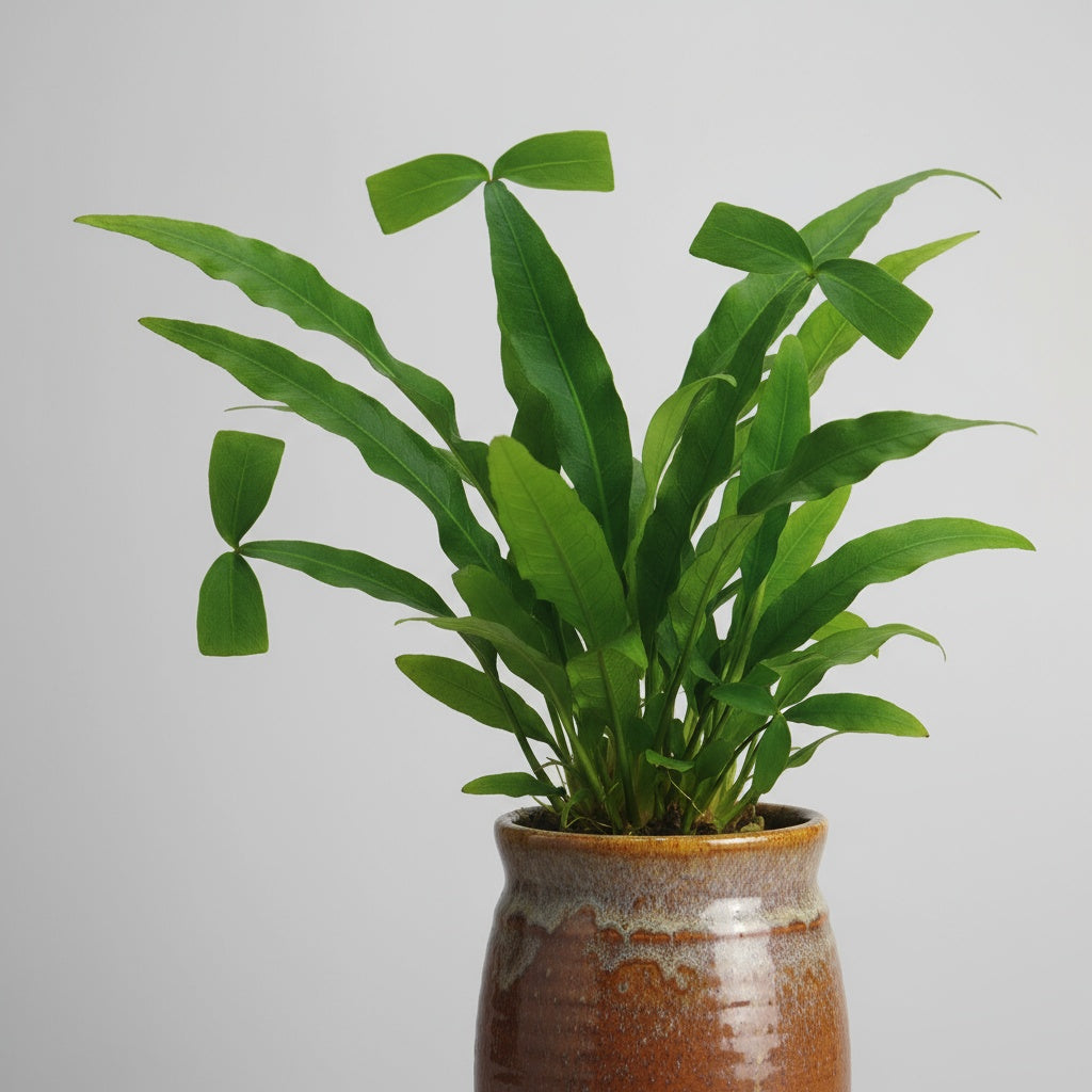 Java Fern Microsorum 